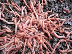MAAP House_Worm farms are a hygenic and natural way to dispose of sewage